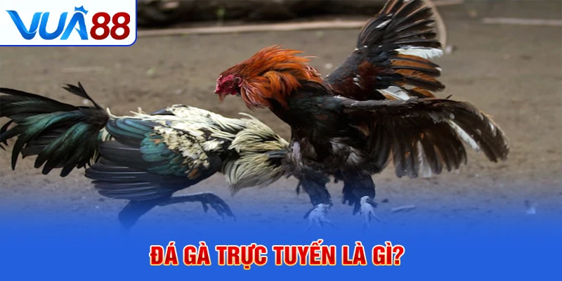 Đá gà trực tuyến 1
